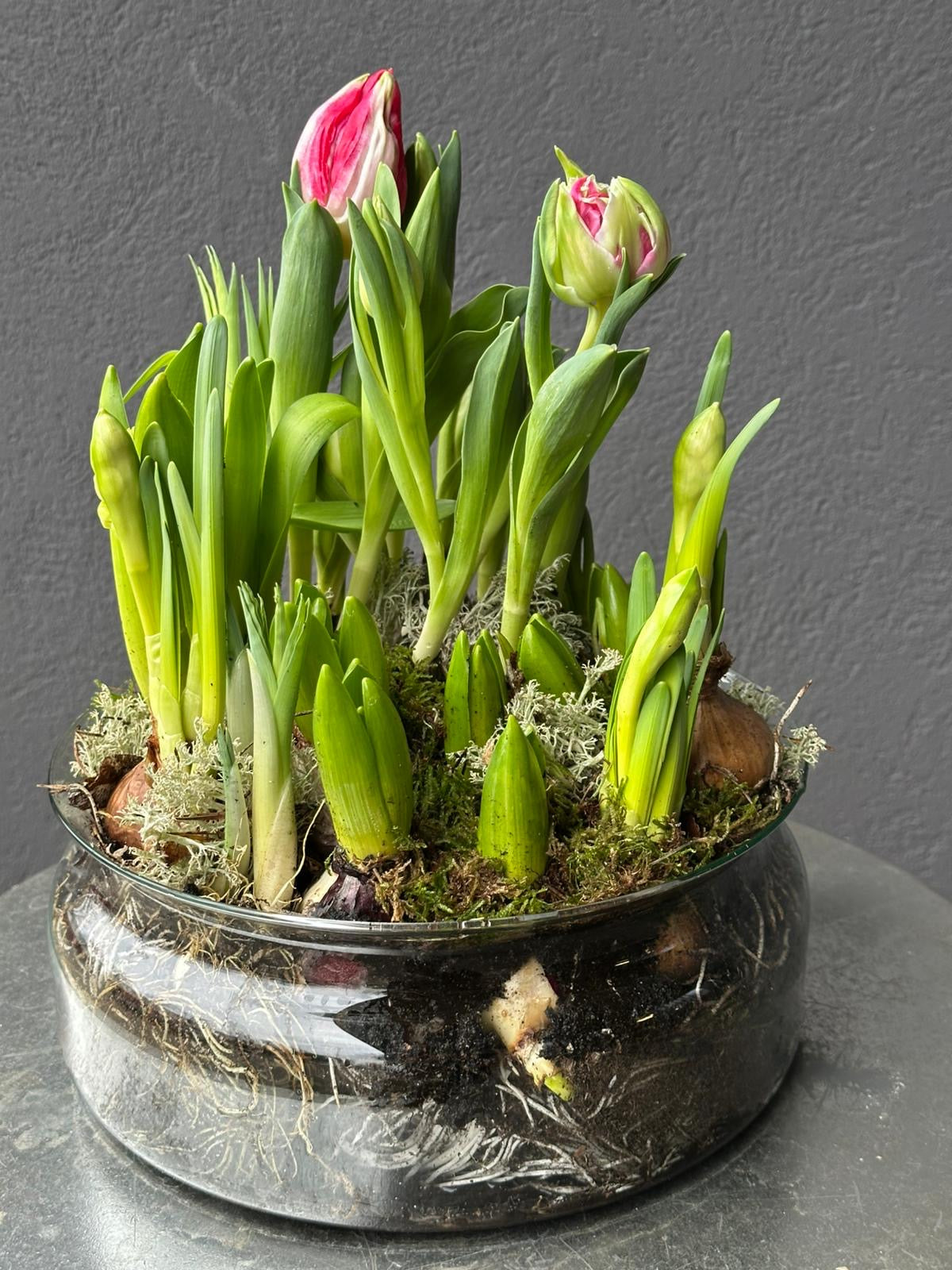 Pavasara ziedu kompozīcija- stādījums.