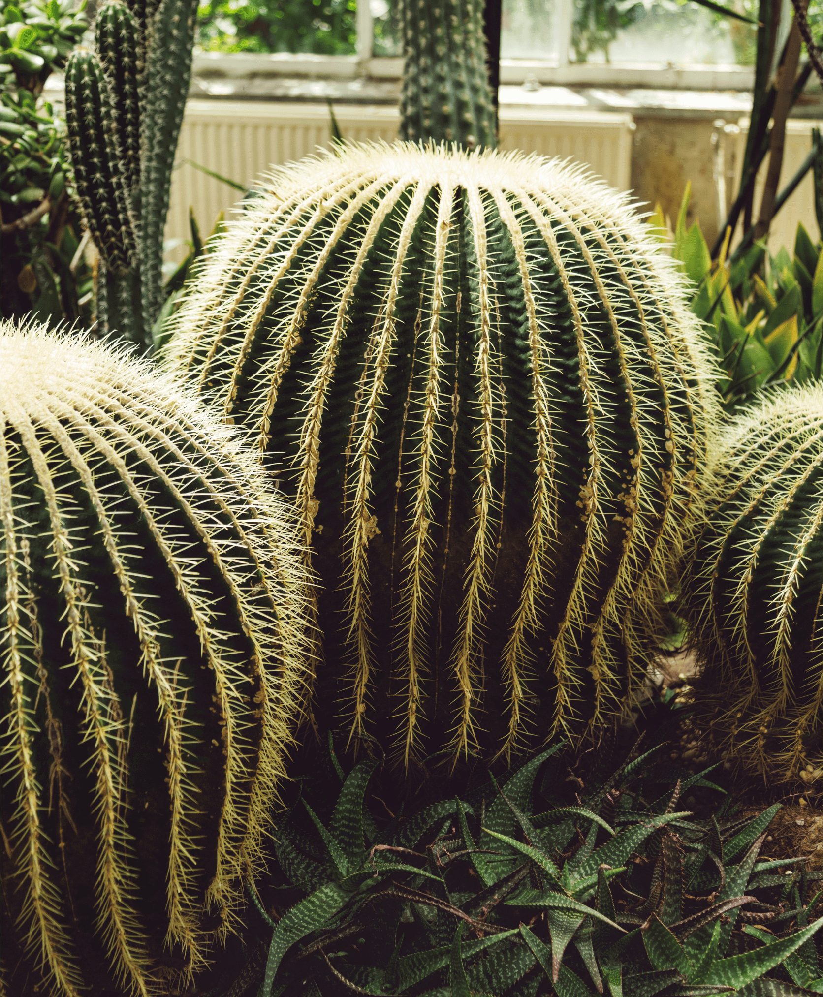 shop-cactus-and-plants_1.png